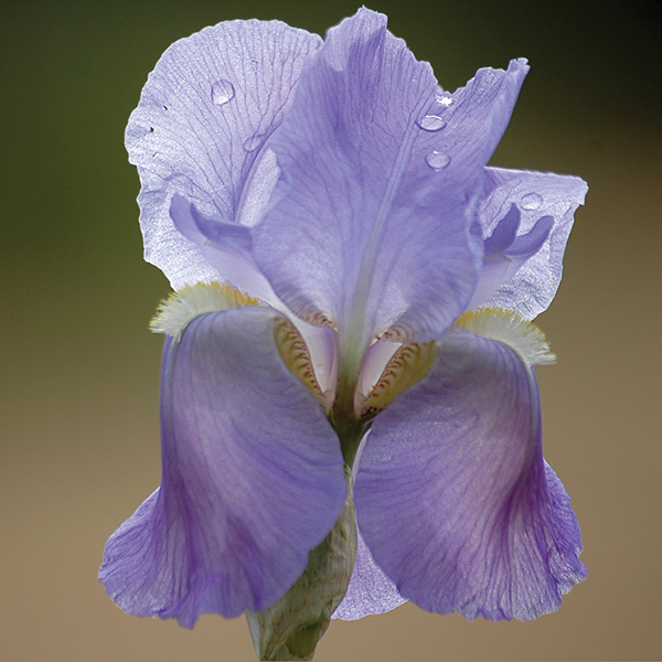 Purple Iris Flower