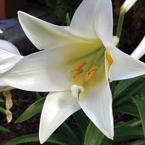 White Lilly