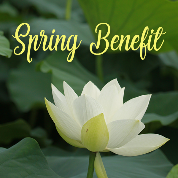 Water Lily with Spring Benefit